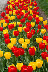 Fototapeta premium Tulip Bonanza