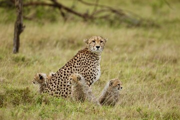Cheetah and cubs