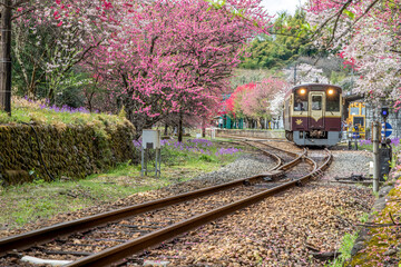 Naklejka premium Old train at the train station with cherry trees
