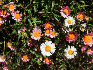 Flores en el sur de Argentina