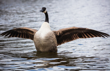 country goose branta canadensis