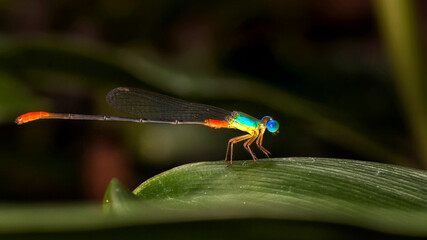a close up of a dragon fly
