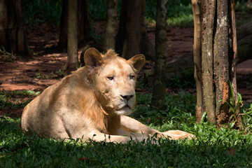 a lion lying in the grass - Powered by Adobe