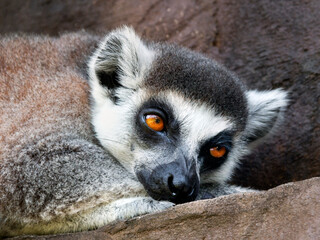 a close up of an lemur © Geoff
