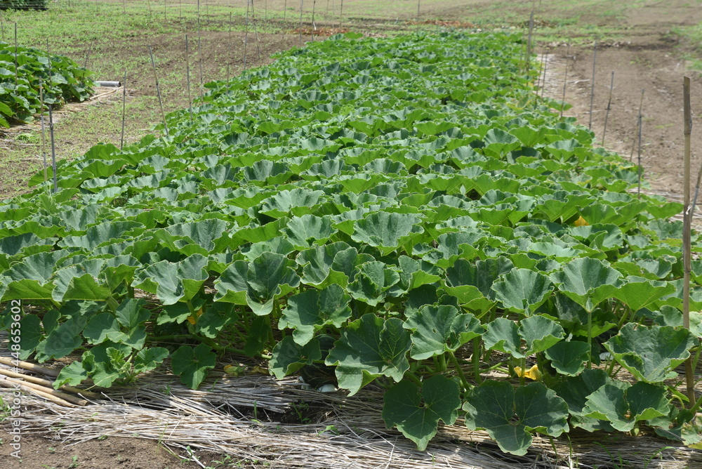 Canvas Prints Pumpkin is a nutritious green-yellow vegetable that is rich in vitamins and can be harvested about 40 days after flowering. 