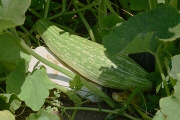 Pumpkin is a nutritious green-yellow vegetable that is rich in vitamins and can be harvested about 40 days after flowering. 
