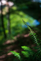 In the woods by a stream