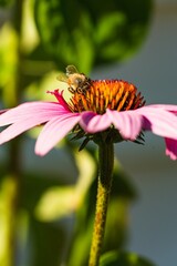 Bee collecting pollen