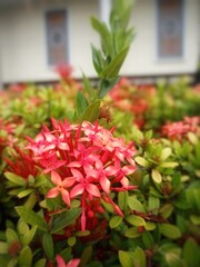 red flowers in a garden