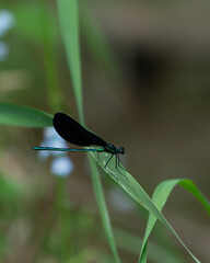 dragonfly resting on a leaf