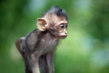 可愛いサル