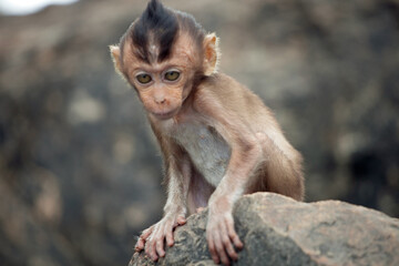 可愛いサル