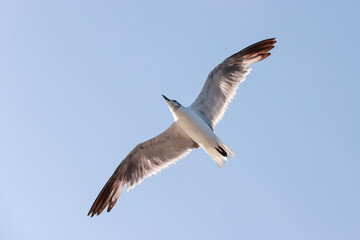 great black-backed gull (Larus marinus)