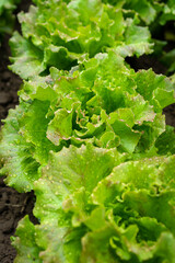 Lechugas en la huerta ecologica, sin químicos ni pesticidas,  Organico y natural. Lechugas con el rocío de la mañana