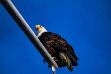 american bald eagle