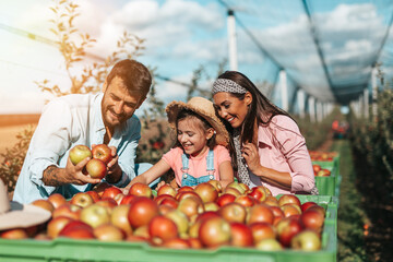 Happy family enjoying together while picking apples in orchard.