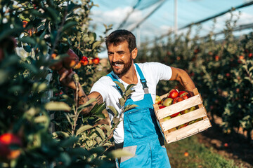 Smiling happy young man working in orchard and holding crate full of apples . - 448655441