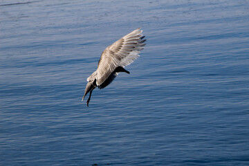 bird in flight over water