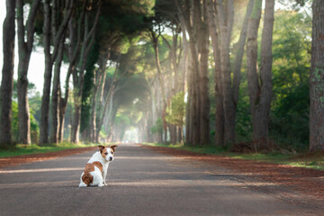 dog on a beautiful path among trees. Jack Russell Terrier in nature at sun
