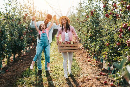 Happy family enjoying together while picking apples in orchard.