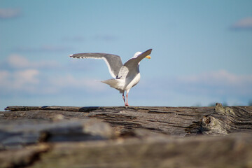 seagull in flight