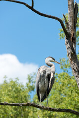 great blue heron (ardea herodias) on a blue sky background