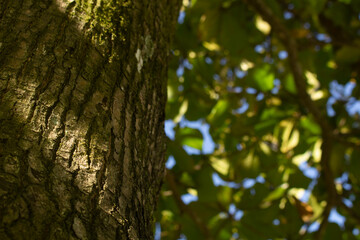 shadows of a beautiful tree