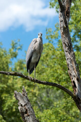 great blue heron (ardea herodias) standing on a branch