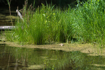 grasses and water