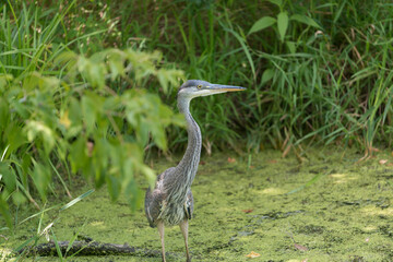 great blue heron (ardea herodias) looks for fish in a shallow pond