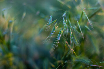 Field grasses in the early morning