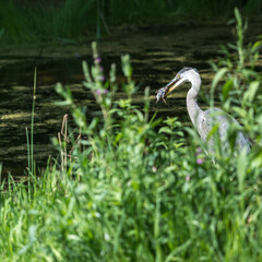 great blue heron (ardea herodias) with field mouse in its beak