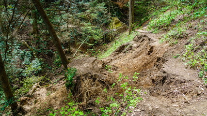 Landslide in a forest