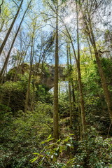 Grays Arch in Red River Gorge
