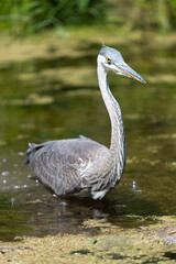 great blue heron (ardea herodias) in a shallow pond