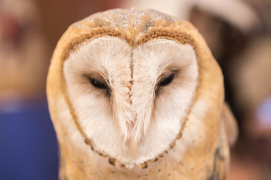 LECHUZA HARRY POTTER 