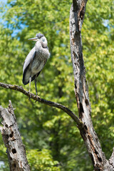 great blue heron (ardea herodias) perched on a tree branch