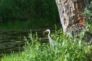 great blue heron (ardea herodias) with field mouse in its beak