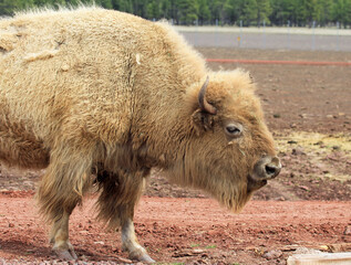 Fototapeta premium White buffalo