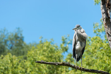 great blue heron (ardea herodias) perched on a dead branch under sunny skies