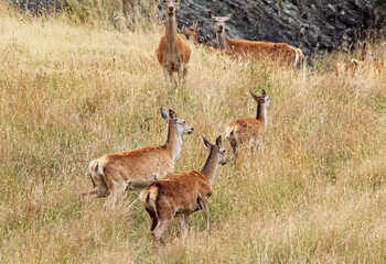 Red Deer - New Zealand