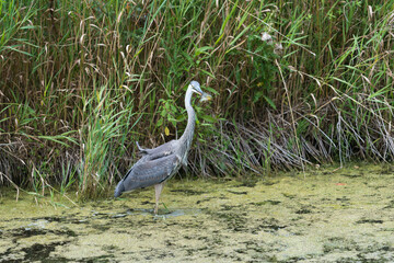 great blue heron (ardea herodias) in a marshy pond with fish in its beak