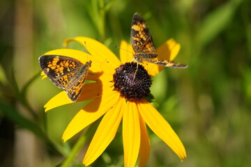 Insects on Flower
