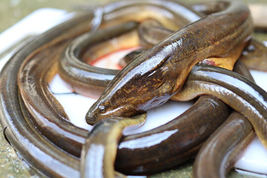 eel that is ready to be processed into food