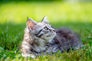 Naklejka na ściany i meble kitten plays in grass. small pet catches prey in a clearing in backyard