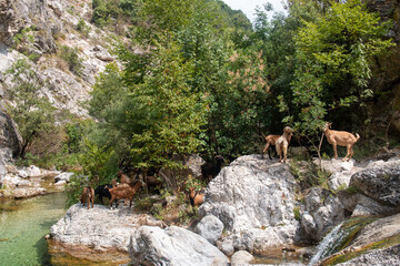 Fototapeta na wymiar Goats on the way up to Mt Olympus