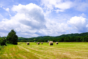 Obraz premium 夏の牧草地