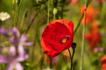 Close-up of a beautiful red poppy flower in full bloom, other wildflowers and plants in the background, Montesinho Natural Park, Bragança district, Portugal