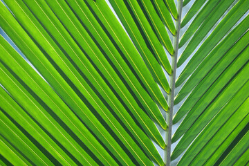 Tree Palm leafs pattern for nature background.