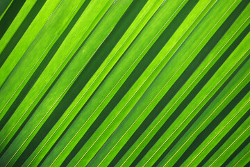 Fototapeta premium Tree Palm leafs pattern for nature background.